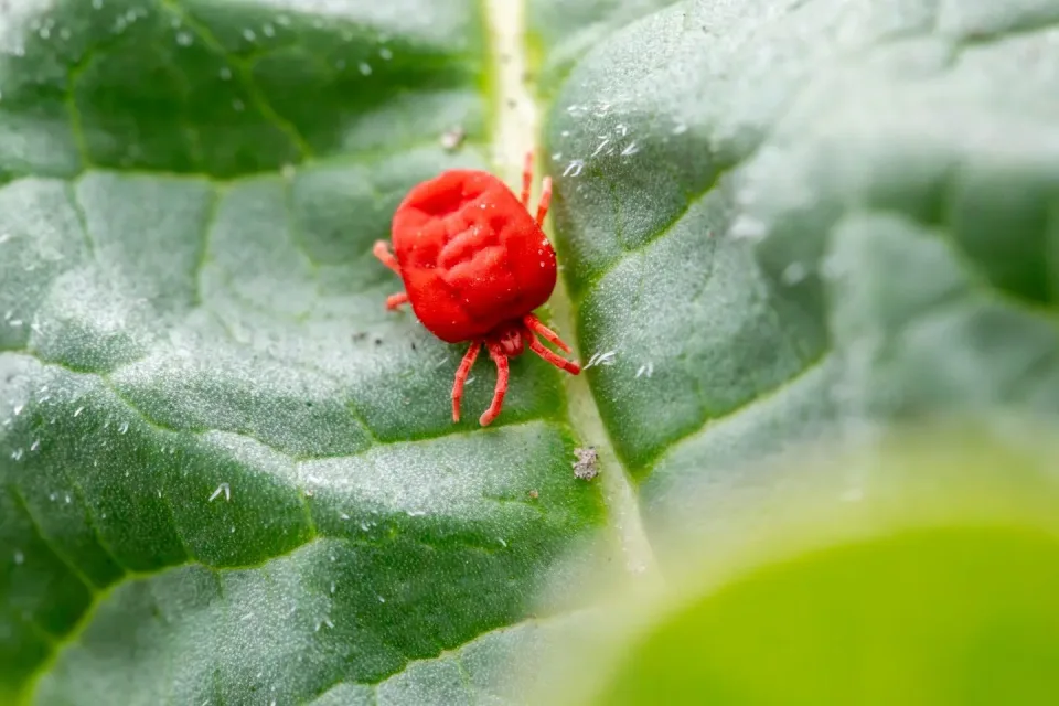 Red Velvet Mite — Pest Control